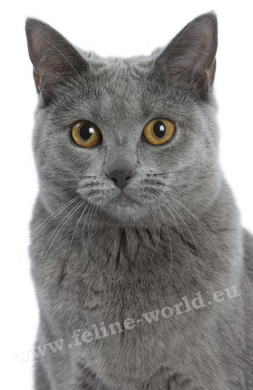 CHARTREUX_18 (RACE)